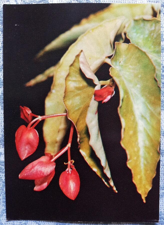 Houseplants "Scarlet begonia" 1983 postcard 10.5x15 cm Photo by R. Voronov