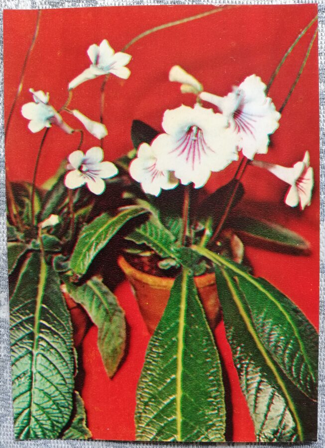 Houseplants "Streptocarpus hybridus" 1983 postcard 10.5x15 cm Photo by R. Voronov