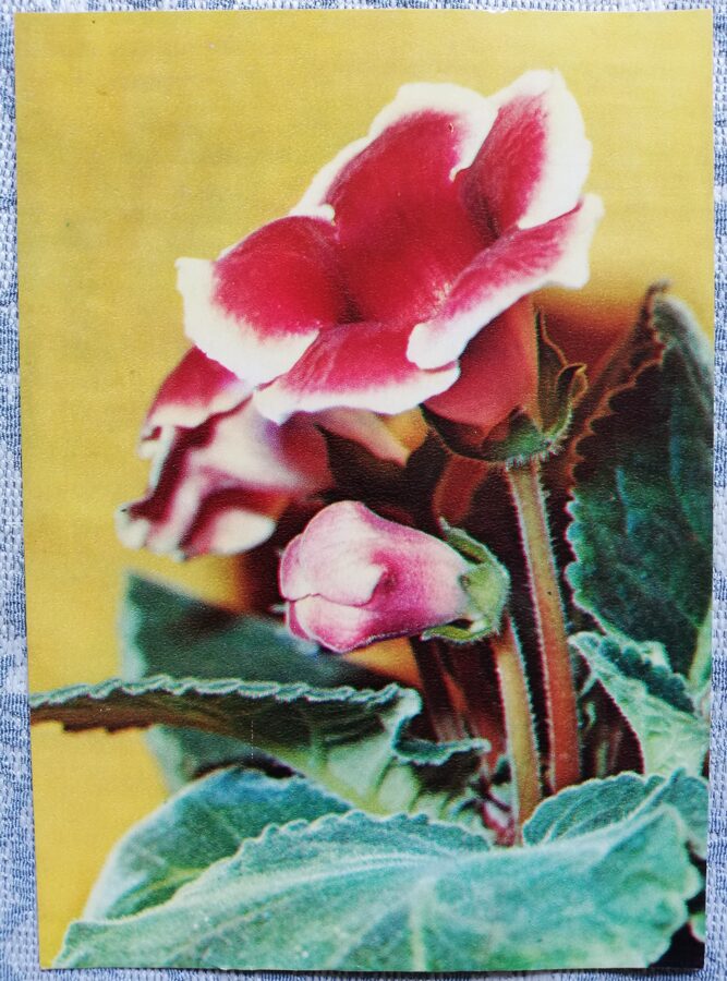 Istabas augi "Sinningia speciosa" 1983. gada atklātne 10,5x15 cm R. Voronova foto