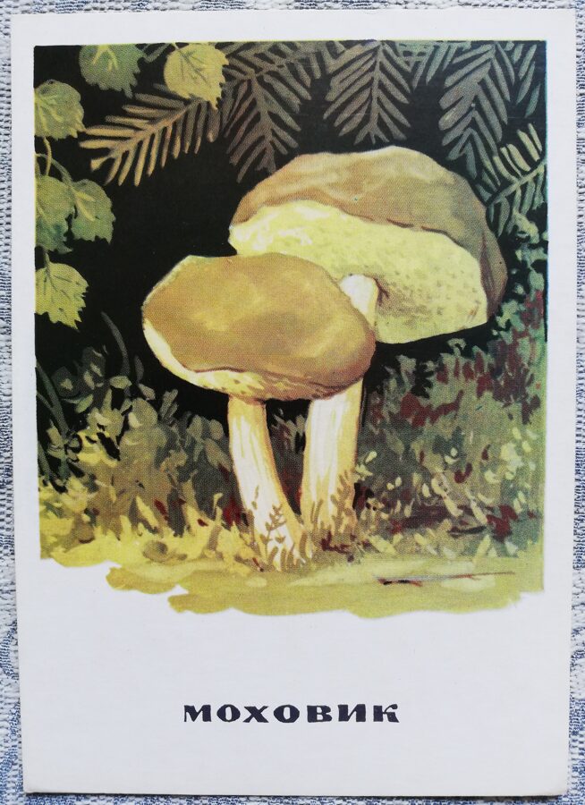 "Samtbeka" pastkaršu sērija "Sēnes" 1971 10,5x15 cm