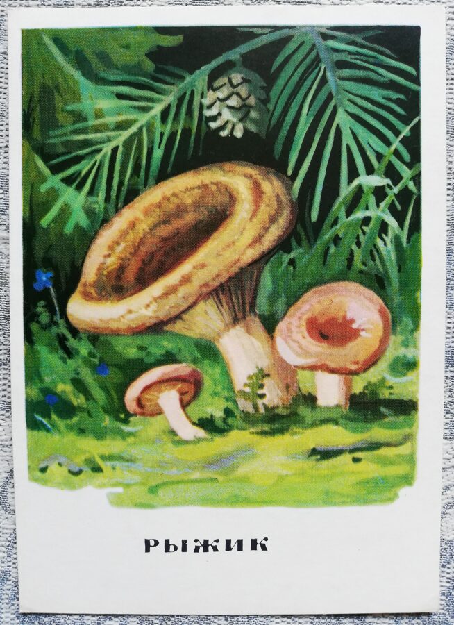 "Priežu rudmiese" pastkaršu sērija "Sēnes" 1971 10,5x15 cm