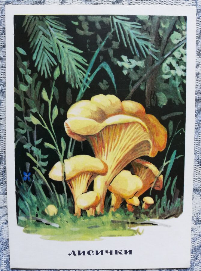 "Gailenes" pastkaršu sērija "Sēnes" 1971 10,5x15 cm