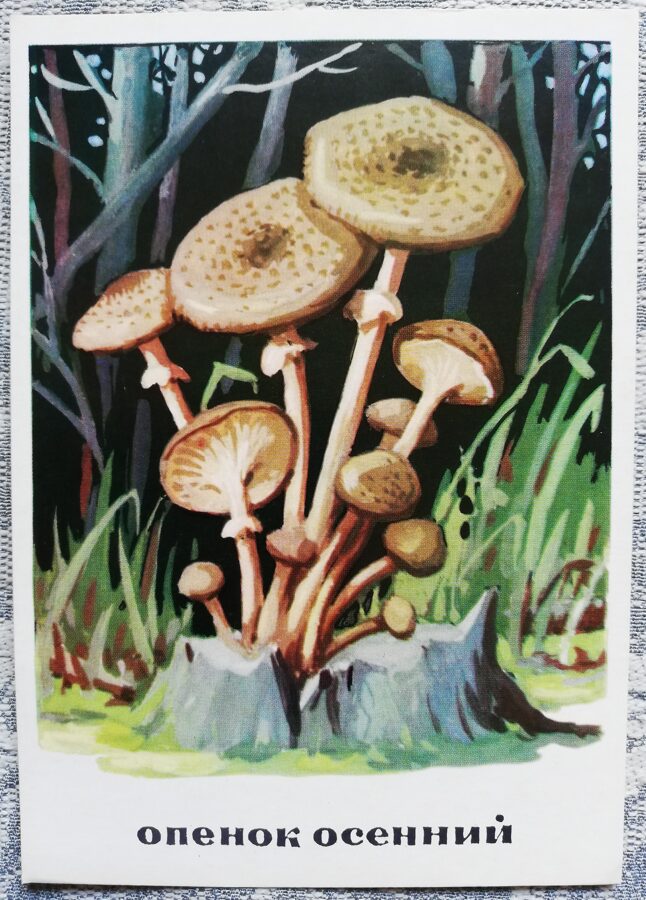 "Celmenes" pastkaršu sērija "Sēnes" 1971 10,5x15 cm