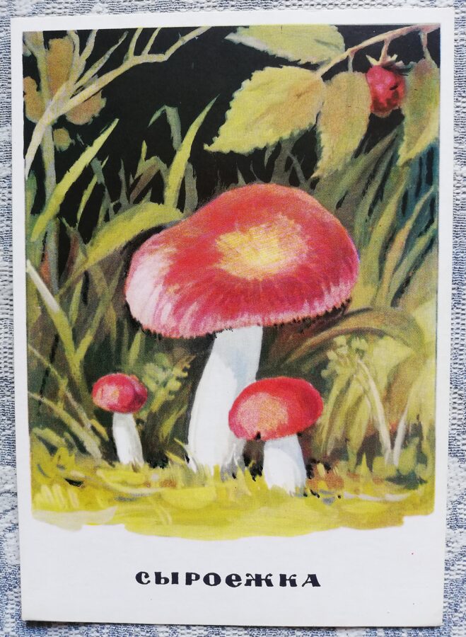 "Russula" series of postcards "Mushrooms" 1971 10,5x15 cm