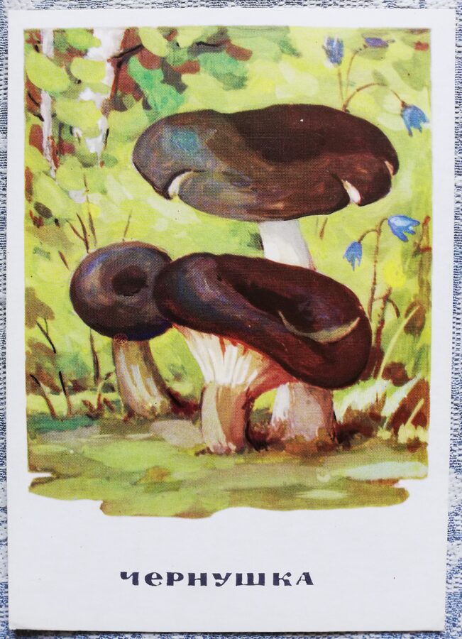 "Cūcene" pastkaršu sērija "Sēnes" 1971 10,5x15 cm