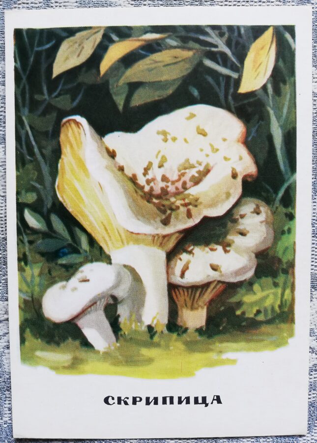 "Lactifluus vellereus" series of postcards "Mushrooms" 1971 10,5x15 cm