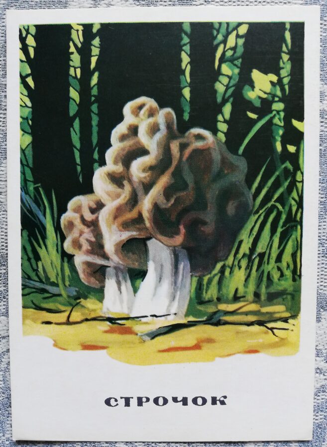 "Gyromitra" series of postcards "Mushrooms" 1971 10.5x15 cm