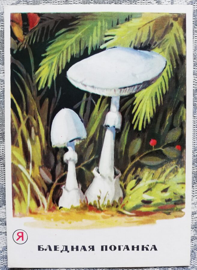 Indīga sēne! "Zaļā mušmire" pastkaršu sērija "Sēnes" 1971 10,5x15 cm