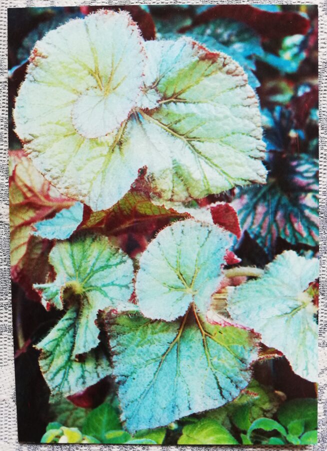 Telpaugi 1987 Begonia "Contesse Louise Erdoedi" pastkarte 10,5x15 cm A. Terzijeva foto  