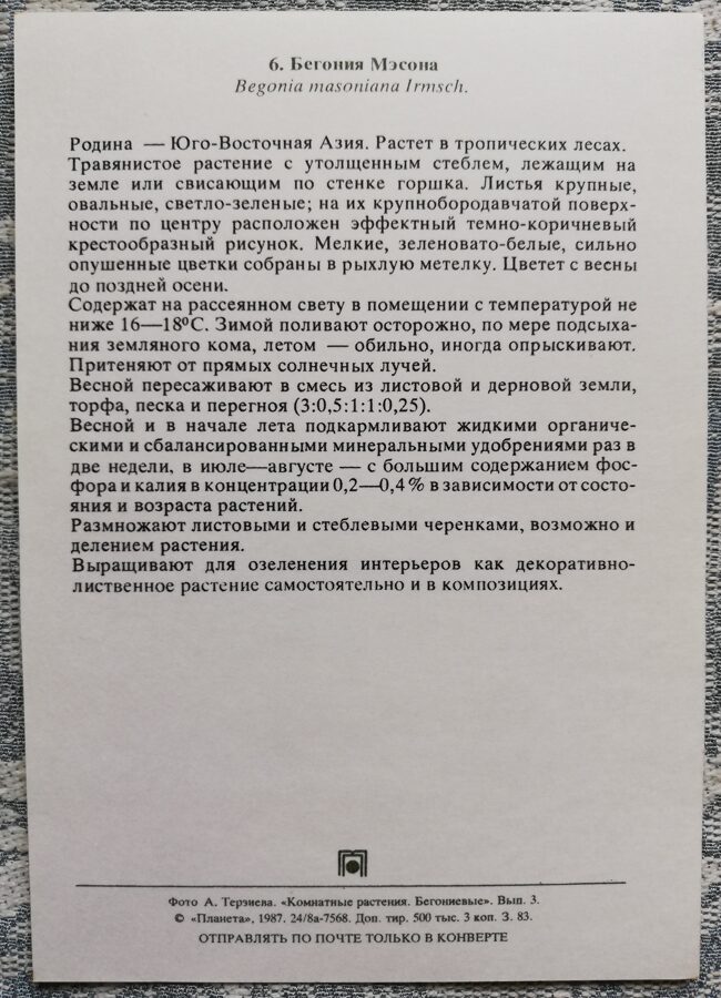 Telpaugi 1987 "Begonia masoniana" pastkarte 10,5x15 cm A. Terzijeva foto 