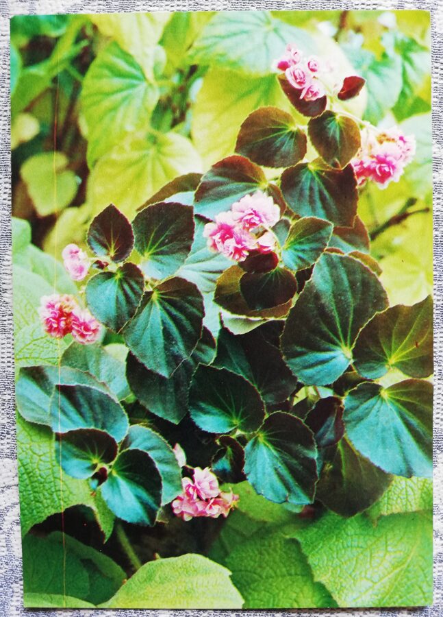 Telpaugi 1987 Begonija "Begonia semperflorens" pastkarte 10,5x15 cm A. Terzijeva foto 