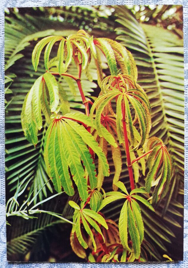 Telpaugi 1987 "Begonia luxurians" pastkarte 10,5x15 cm A. Terzijeva foto 