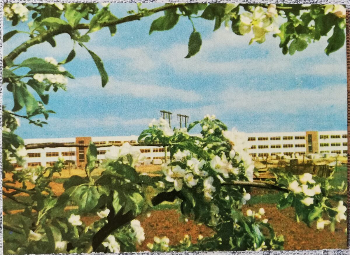 Ogre 1966 Trikotāžas fabrikas jaunbūve 14x10 cm pastkarte