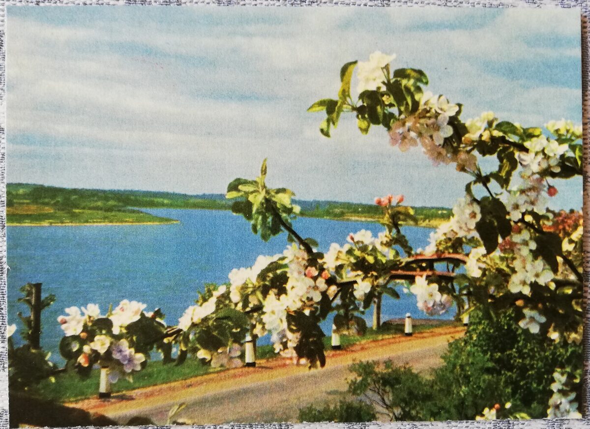 Ogre 1966 Daugava near Ogre 14x10 cm postcard