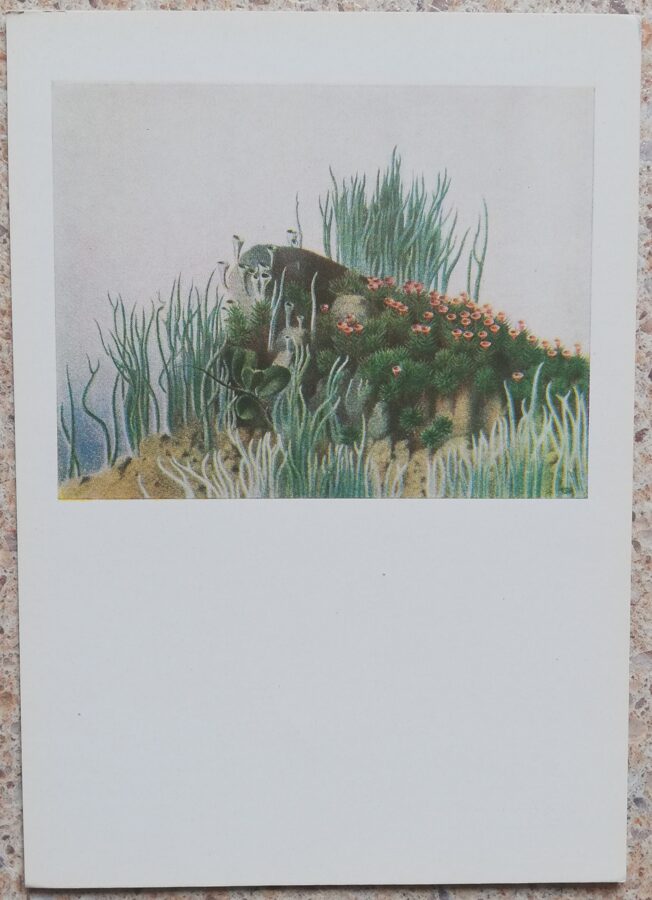 Lidija Meškaitite 1962 No cikla "Meža pasakas" 10,5x15 cm mākslas pastkarte 