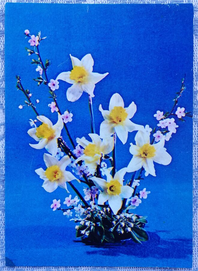 1984 "Kompozīcija narcises ar ābeļu zariem" 10,5x14,5 cm Apsveikuma kartīte; krāsaina fotogrāfija E. Samsonenko 