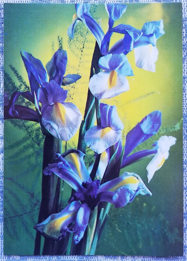 1984 "Kompozīcija ar īrisiem" 10,5x14,5 cm Apsveikuma kartīte; krāsaina G. Kostenko fotogrāfija 