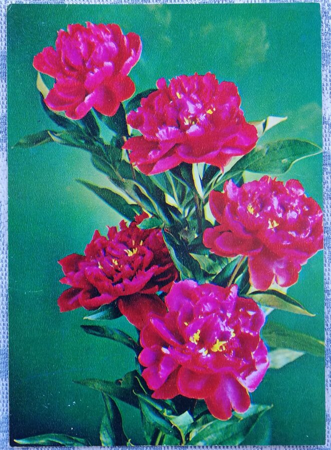 1984 "Peonijas" 10,5x14,5 cm Apsveikuma kartīte; krāsaina G. Kostenko fotogrāfija 