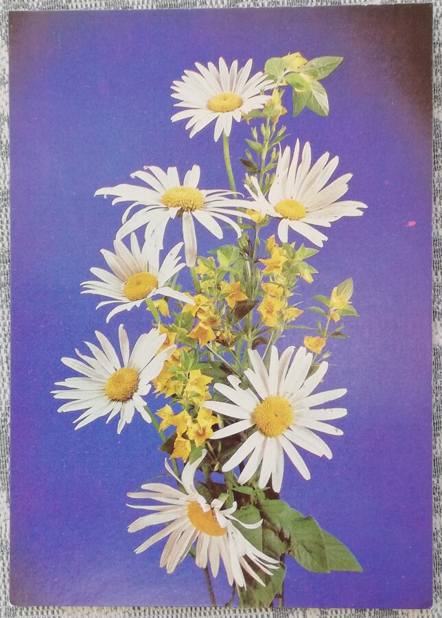 Apsveikuma kartīte 1988. gads "Apsveicam!" 10,5x15 cm Margrietiņas 