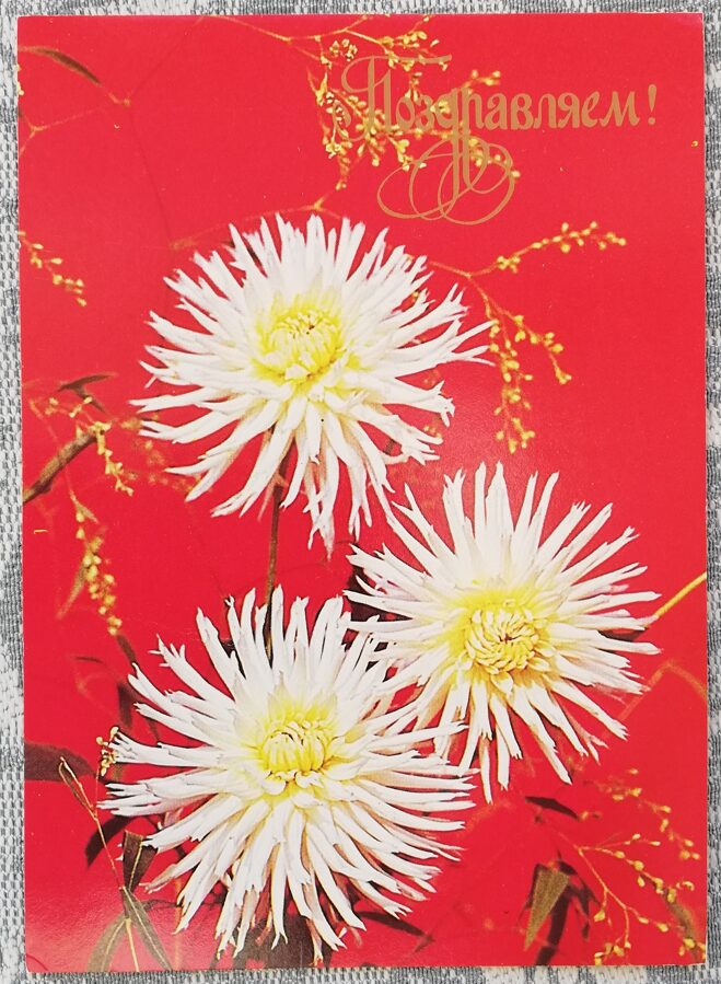 Greeting card 1985 "Congratulations!" 10,5x15 cm Asters 