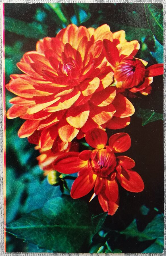 Dahlias "Triumph" 1974 postcard 9x14 cm Photo by N. Matanov 