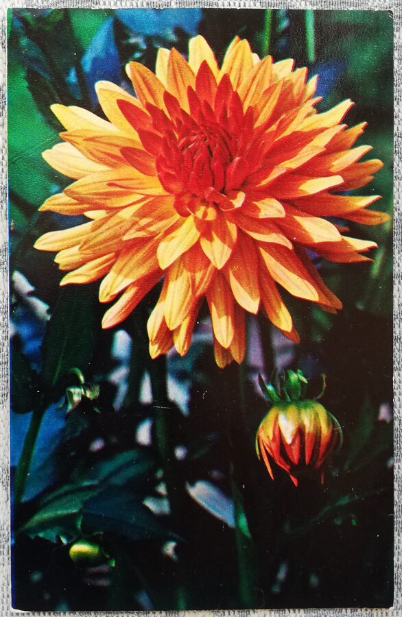 Dālijas "Lapkritis" 1974. gada pastkarte 9x14 cm N. Matanova foto 
