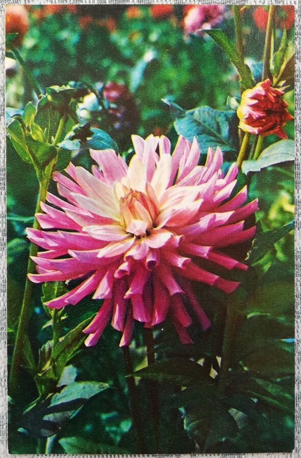 Dahlias "Mademoiselle Simone Saccoman" 1974 postcard 9x14 cm Photo by N. Matanov 