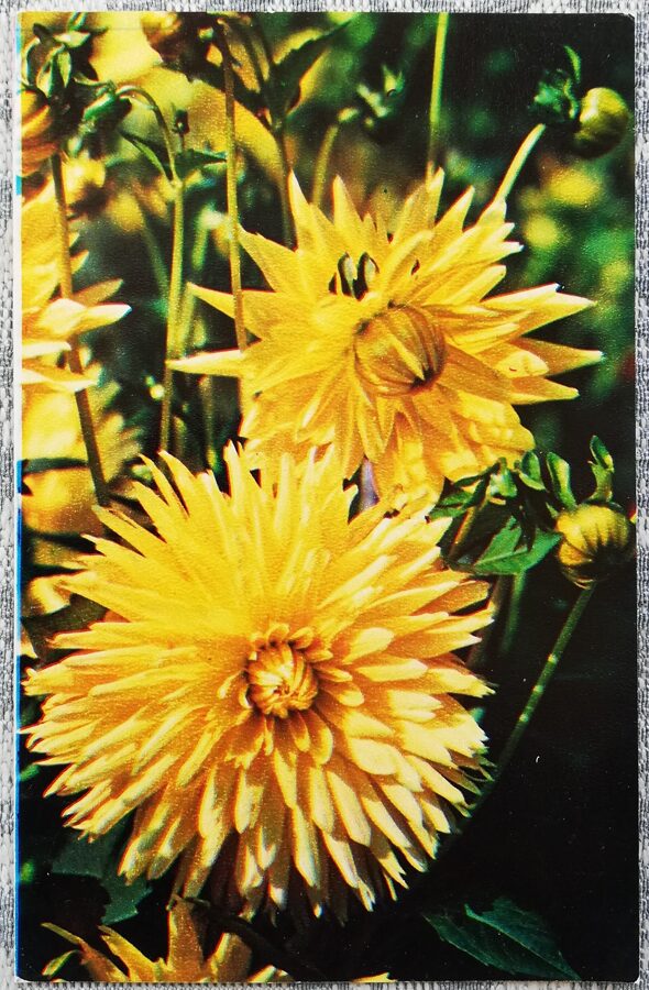 Dahlias "Silhouette" 1974 postcard 9x14 cm Photo by N. Matanov 