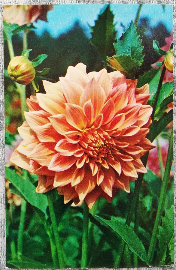 Dahlias "Camed Angel" 1974 postcard 9x14 cm Photo by N. Matanov 