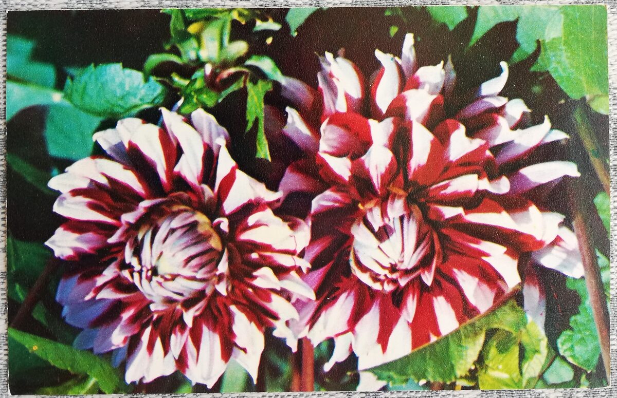 Dālijas "Serviss" 1974 pastkarte 9x14 cm N. Matanova foto 