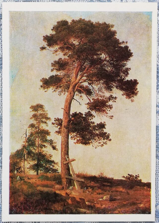 Ivan Shishkin 1979 "Pine on Valaam" 10.5x15 cm 