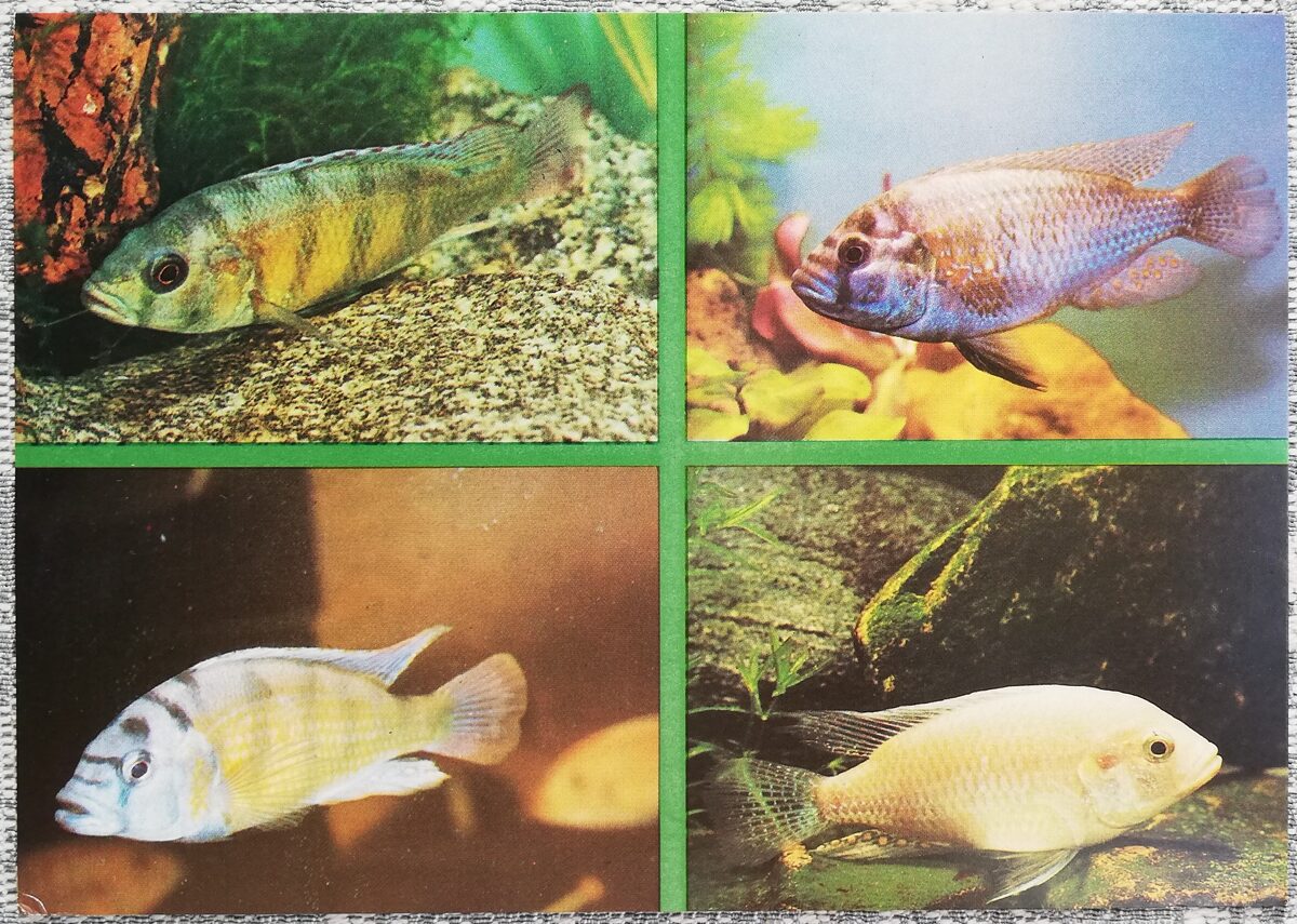 Cihlīdas 1988 akvārijas zivis Astatotilapia brownae Astatotilapia burtoni pastkarte 15x10,5 cm  