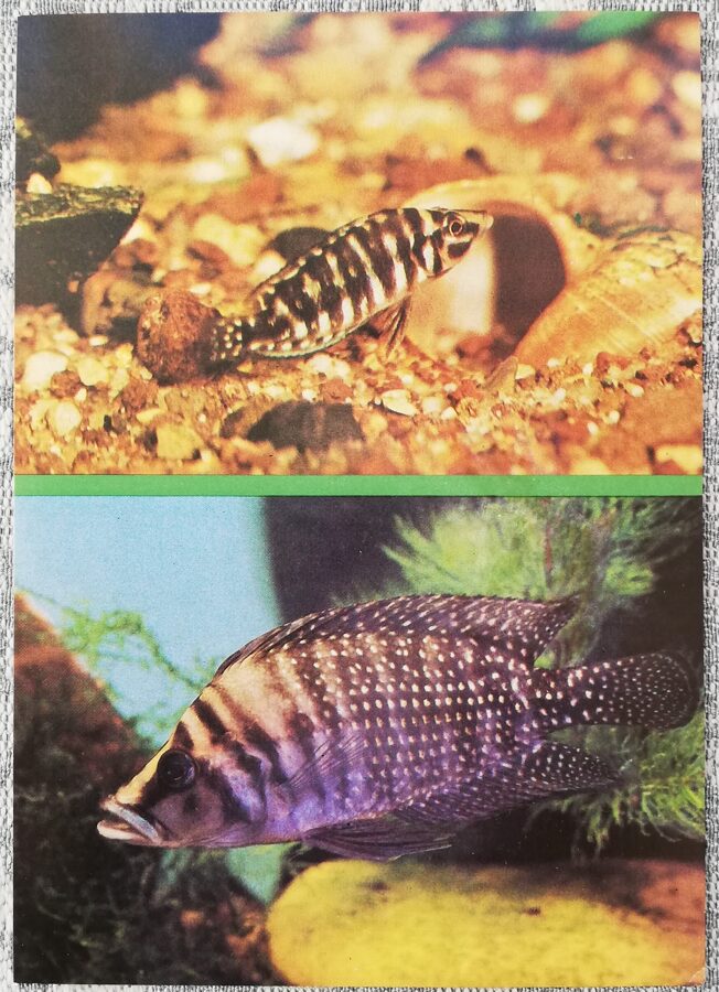 Cihlīdas 1988 akvārijas zivis Lamprologus calvus pastkarte 10,5x15 cm   