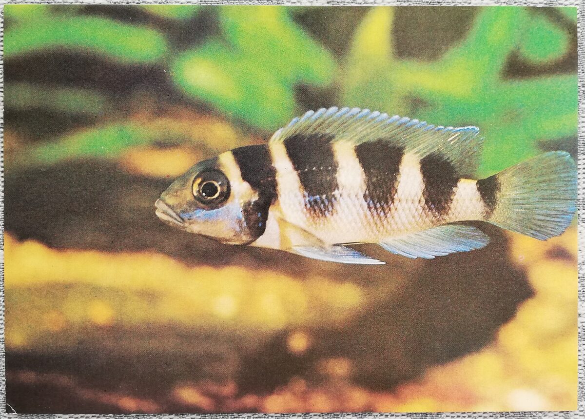 Cihlīdas 1988 akvārijas zivis Lamprologus tretocephalus pastkarte 10,5x15 cm   