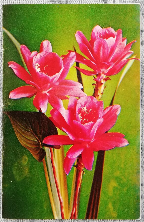 "Congratulations!" 1978 postcard USSR 9x14 cm Pink flowers on a green background  