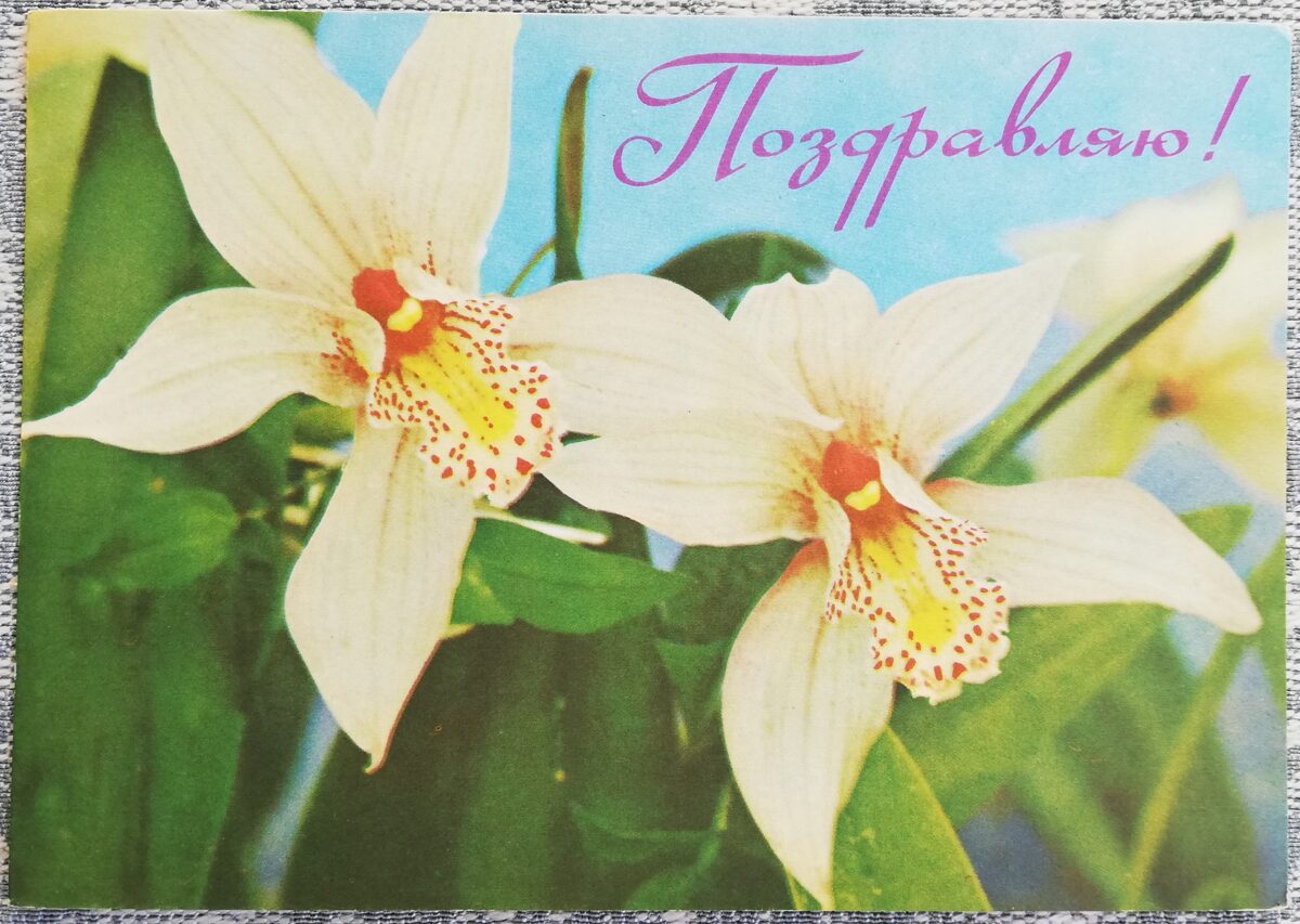 "Congratulations!" 1977 postcard USSR 15x10.5 cm White orchids  