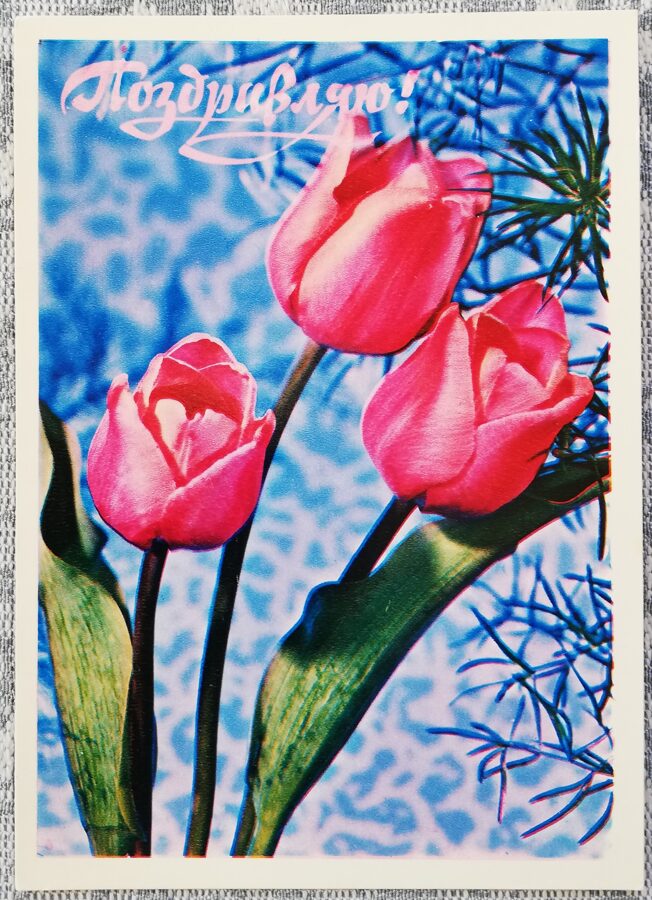 "Congratulations!" 1977 postcard USSR 10.5x15 cm Tulips  