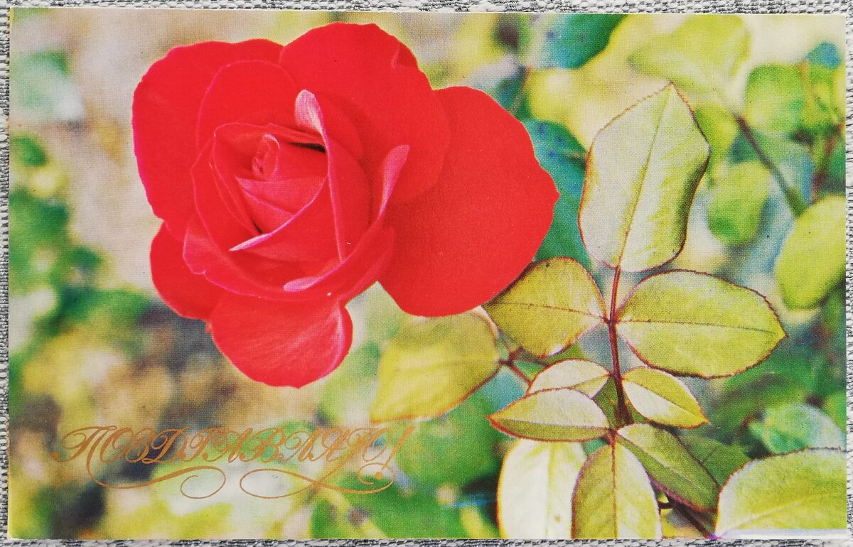 "Congratulations!" 1975 postcard USSR 14x9 cm Red Rose  