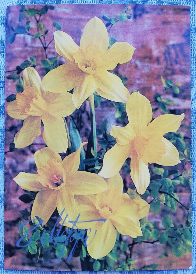 «8 марта» 1985 поздравительная открытка CССР Жёлтые нарциссы 10,5x15 см 