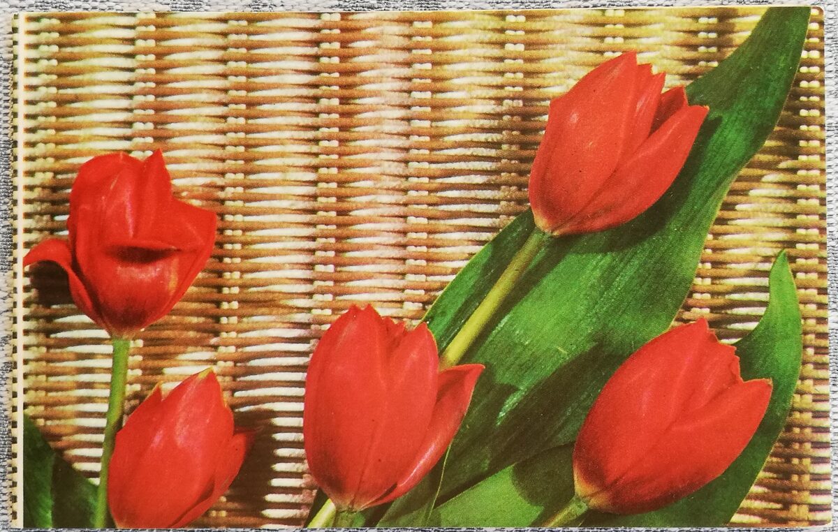 «8 марта» 1972 открытка СССР 14x9 см Тюльпаны  