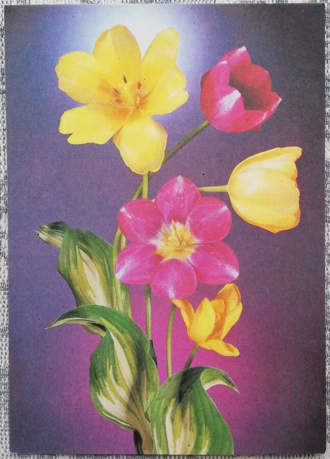 «С днём рождения!» 1988 Тюльпаны 10,5x15 см открытка СССР  