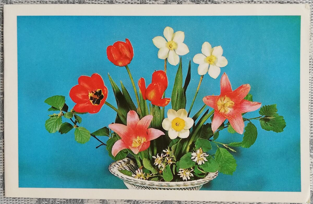 «С днём рождения!» 1980 Тюльпаны и нарциссы 14x9 см открытка СССР  