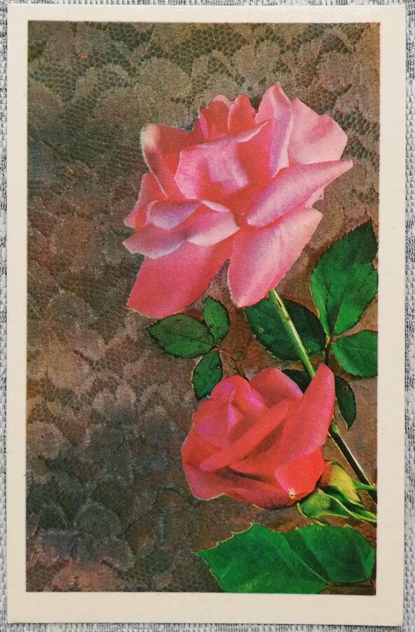 "Happy birthday!" 1977 Pink roses 9x14 cm postcard USSR  