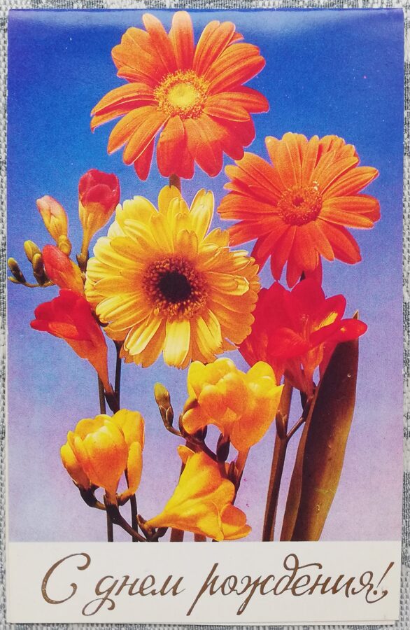 "Daudz laimes dzimšanas dienā!" 1986. gada PSRS pastkarte Gerberas 9,5x15 cm  