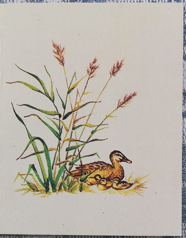"Happy birthday!" 1987 Duck with ducklings 7x9 cm postcard USSR  