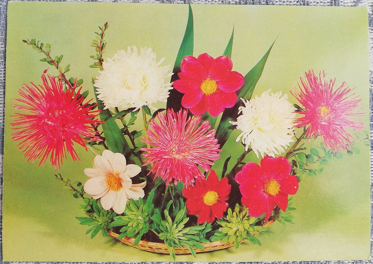 Ziedi 1983. gada pastkarte PSRS 15x10,5 cm Sarkanās un baltās asteres  