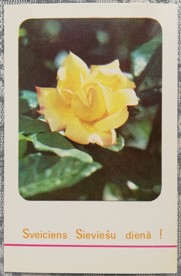 «Поздравления с женским днём!» 1977 открытка СССР 9x14 см Жёлтая роза  