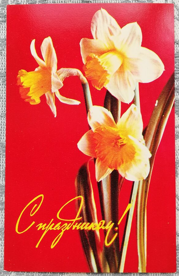 «С праздником!» 1977 открытка СССР 9x14 см Жёлтые нарциссы  
