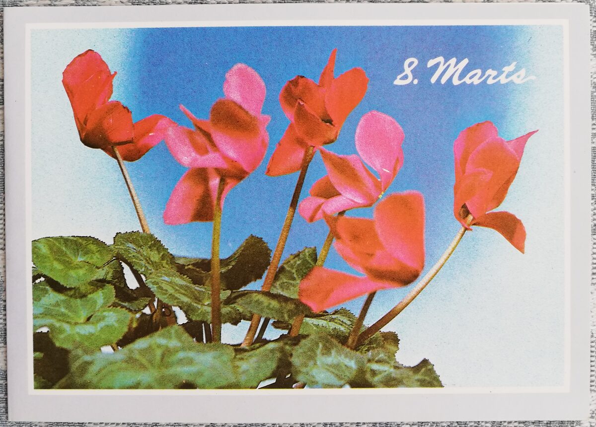 «8 марта» 1989 Цикламен 15x10,5 см открытка СССР  