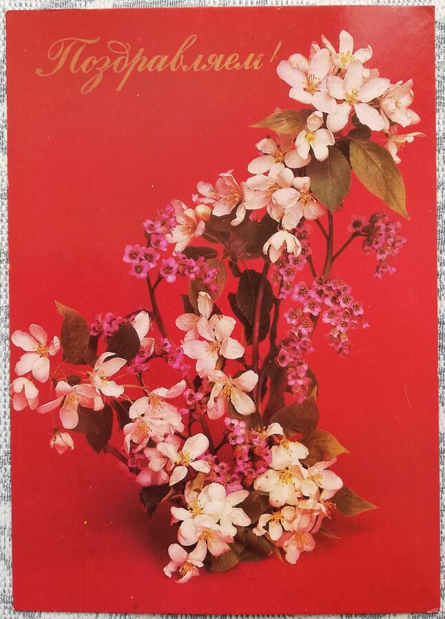 "Congratulations!" 1984 Jasmine flowers 10.5x14.5 cm USSR art postcard 